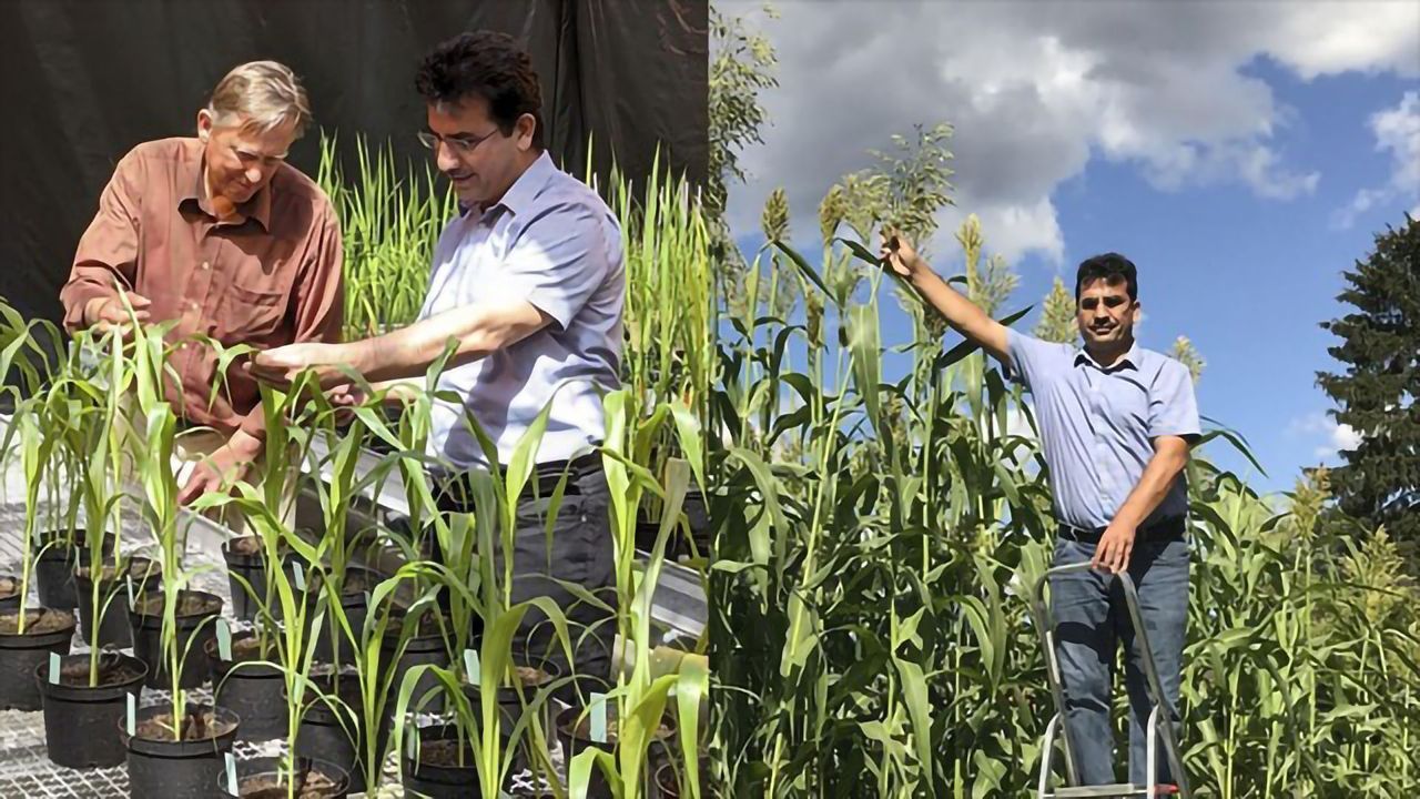 New Sorghum Variety Offers Source of Biofuels and Polymers