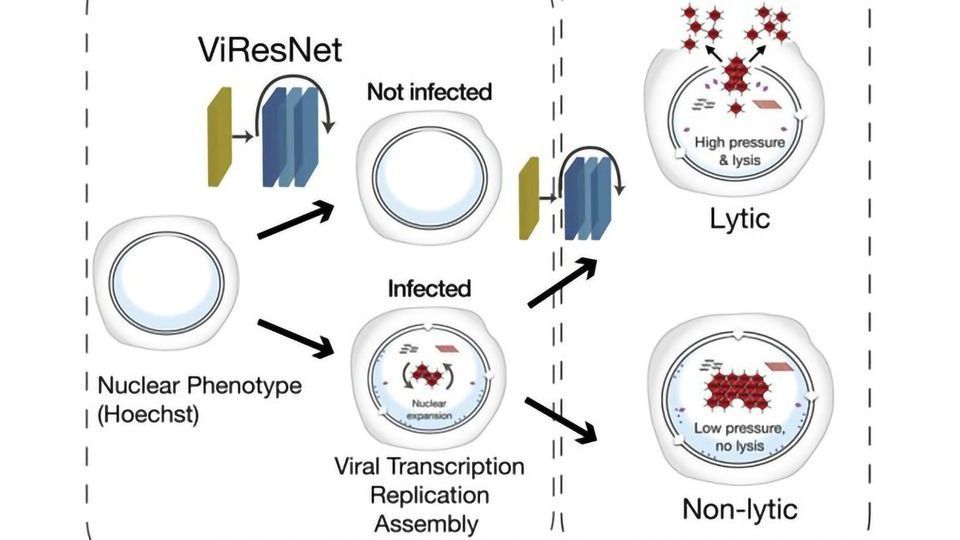 Viral Infections Predicted by Microscopy Deep Learning content piece image