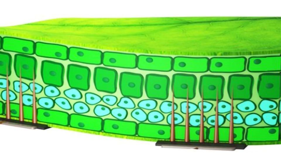 Crop Health Checks With Plant Probes content piece image