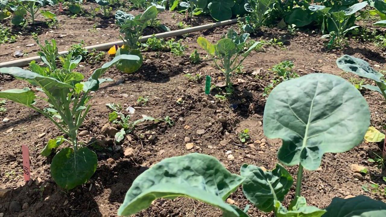 Landmark Field Trials Demonstrate the Potential of Gene-Editing
