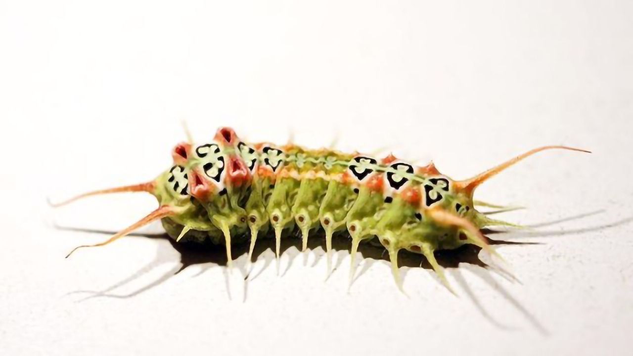 Caterpillar Venom a New Source of Peptides for Use in Medicine