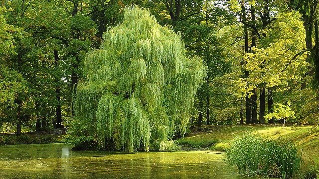 Willow Tree Chemistry Acts as Bio-Refinery To Treat Wastewater