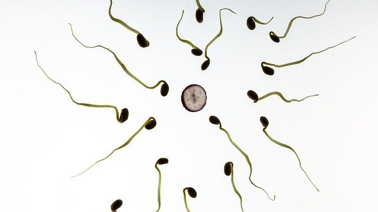 Most Common Blood Protein Is Instrumental in Human Fertilization