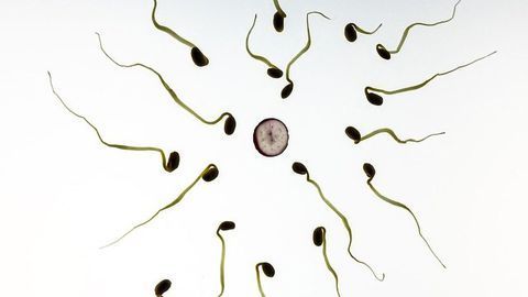Most Common Blood Protein Is Instrumental in Human Fertilization