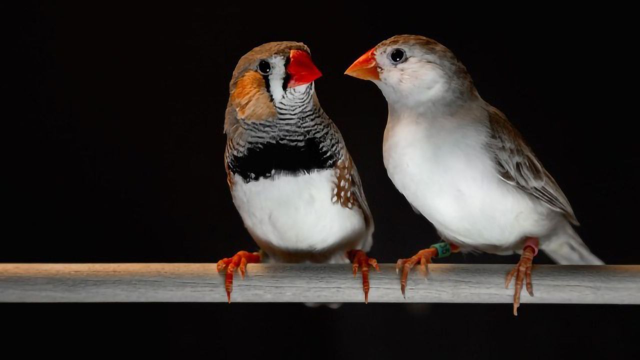 Songbird Melodies and Human Speech Share Patterns