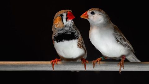 Songbird Melodies and Human Speech Share Patterns
