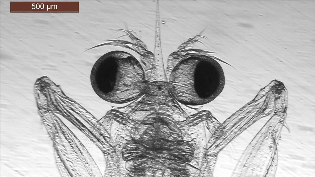 Mantis Shrimp Larvae