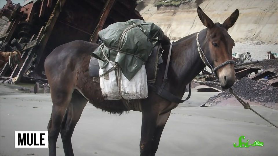 Why Are Mules Sterile? content piece image