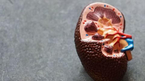 Uncovering the Cellular Signatures of Various Kidney Cancers