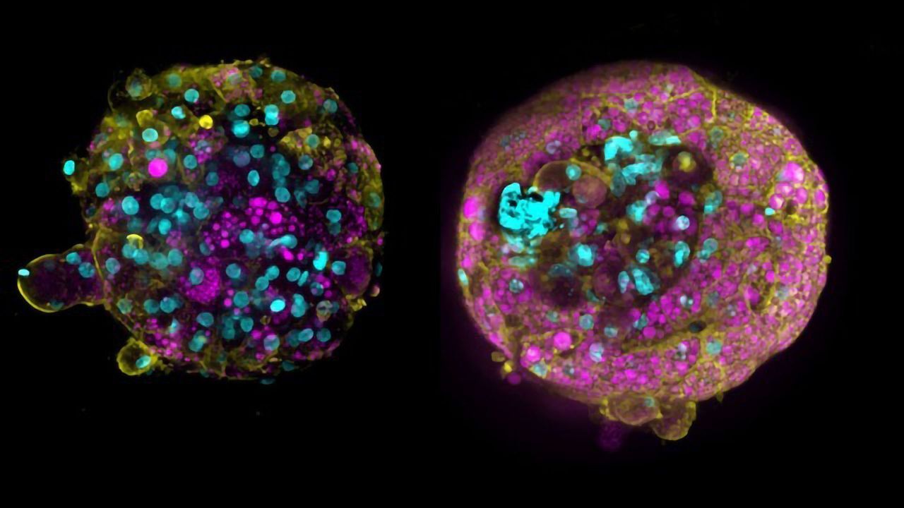 Drug Safety Testing – From Animals to "Clinical Studies on a Chip"