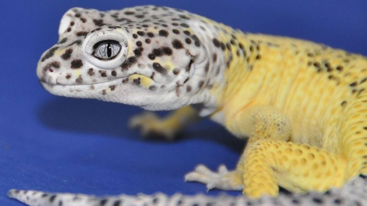 Leopard Gecko Skin Tumors Linked to Cancer Gene