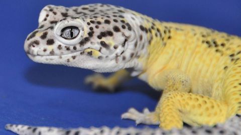 Leopard Gecko Skin Tumors Linked to Cancer Gene