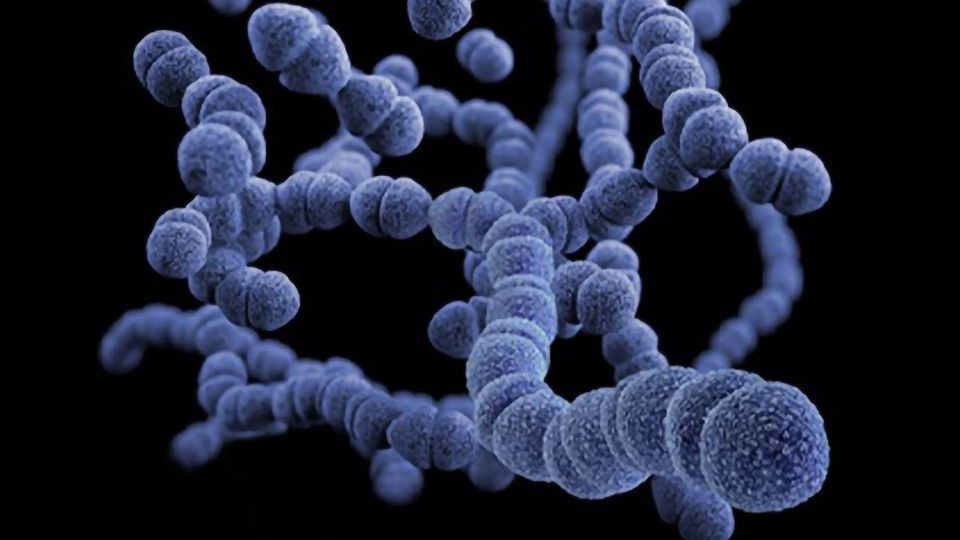 bacterial pneumonia cell