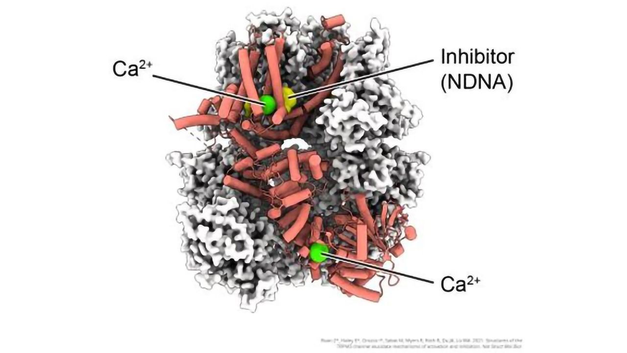 Protein That Is the “Cornerstone of Taste Signaling” Could Also Be a Drug Target