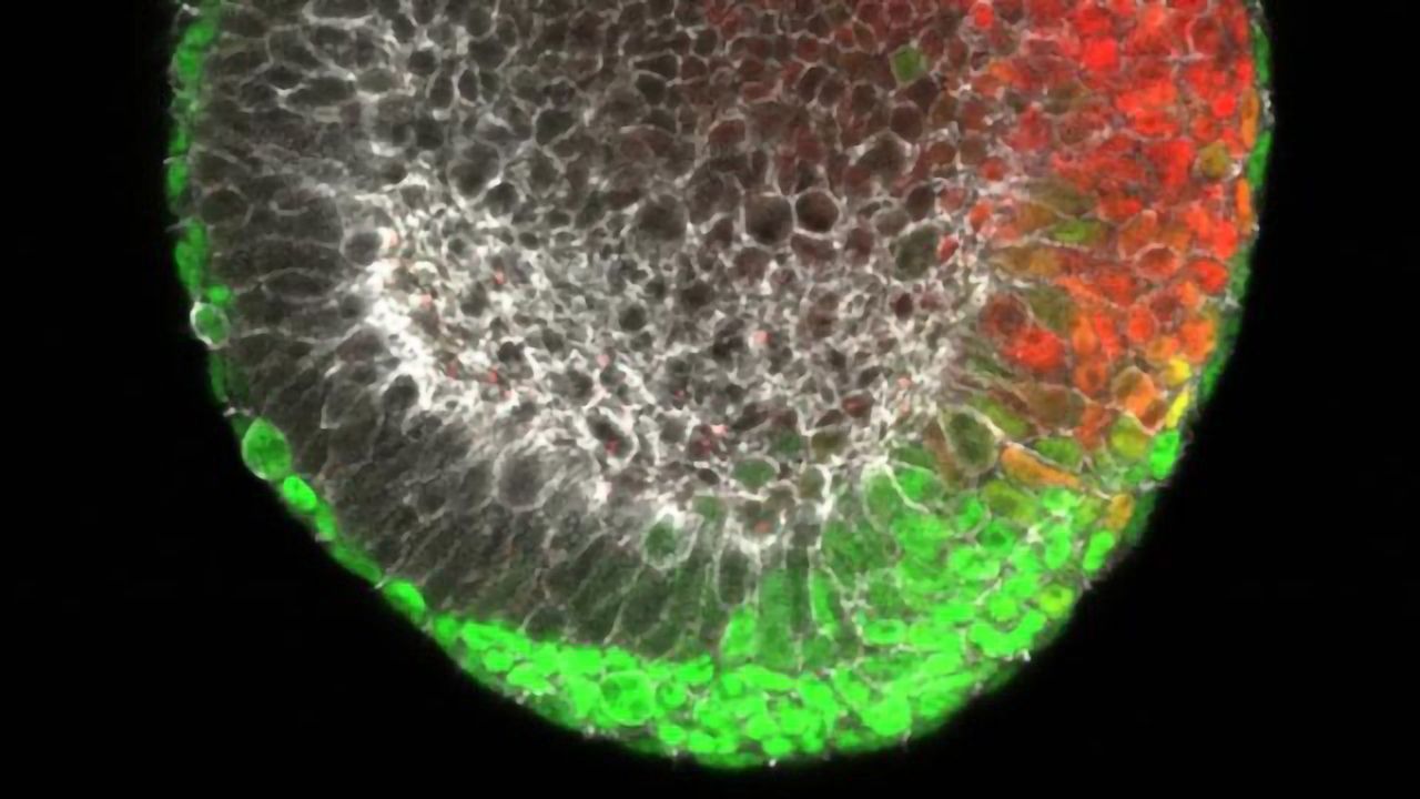 Gastrulation Research Reveals Novel Details About Embryonic Development
