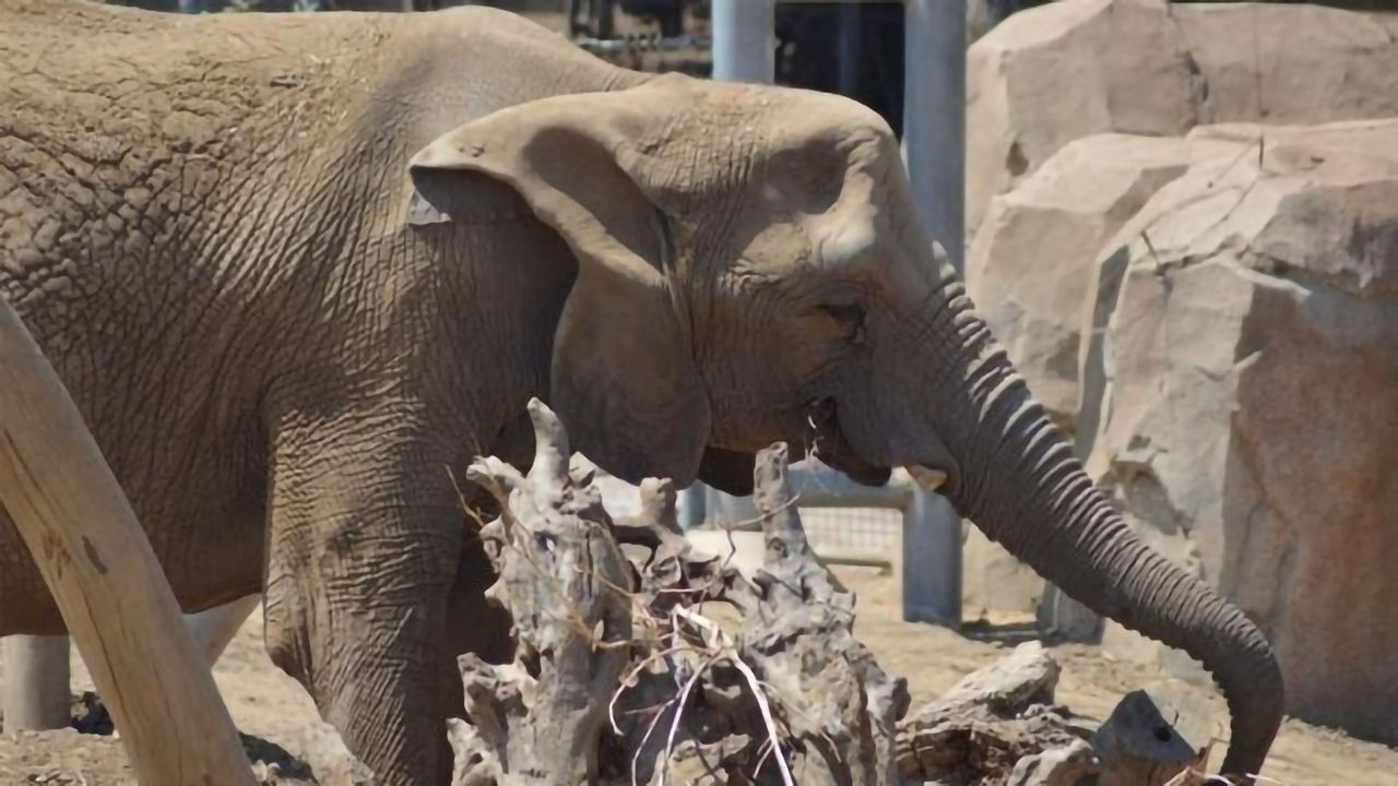 Elephants' Personalities Help Them Solve Problems