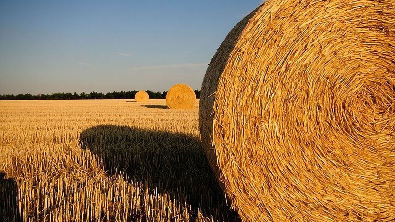 Helping Yeast To Survive Industrial Toxins Could Boost Biofuel Production