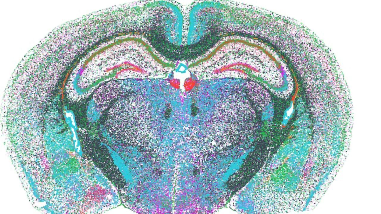 Accelerating Biological Discovery With Open-Source Spatial Genomics Data