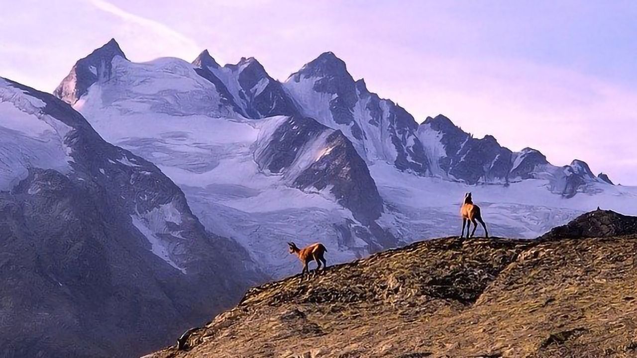 Serious Decline in Mountaintop Glacier Ice