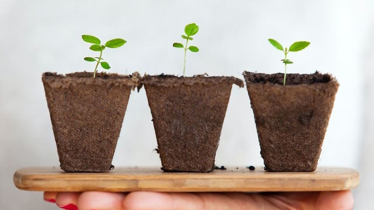 A Tale of Three Proteins in Plant Physiology