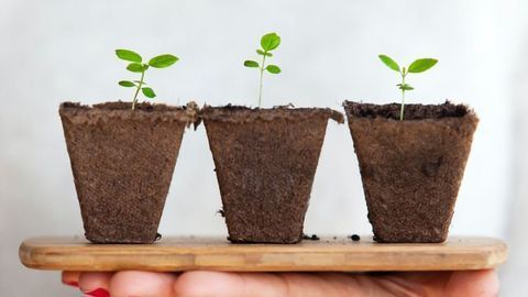 A Tale of Three Proteins in Plant Physiology