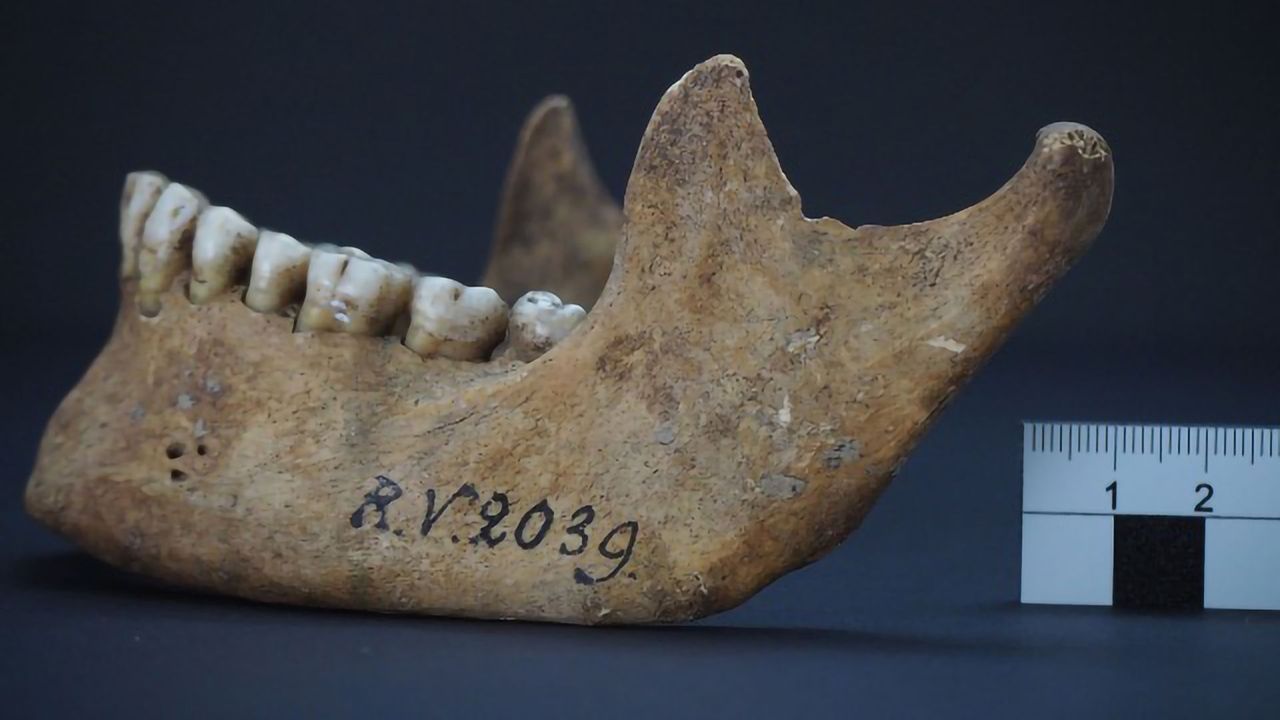 Earliest Strain of Bubonic Plague Bacteria Identified in Neolithic Site