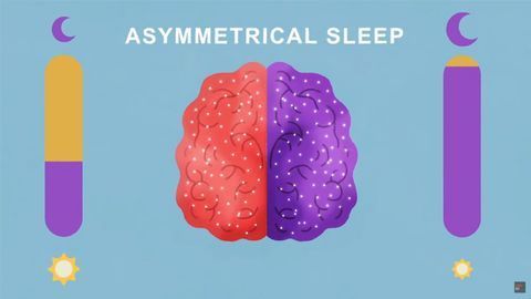 Can You Be Awake and Asleep at the Same Time?