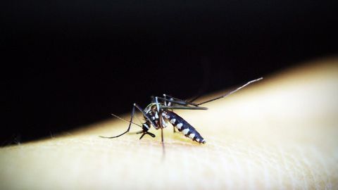 Malaria Vaccine Gives Strong, Lasting Protection in Clinical Trial