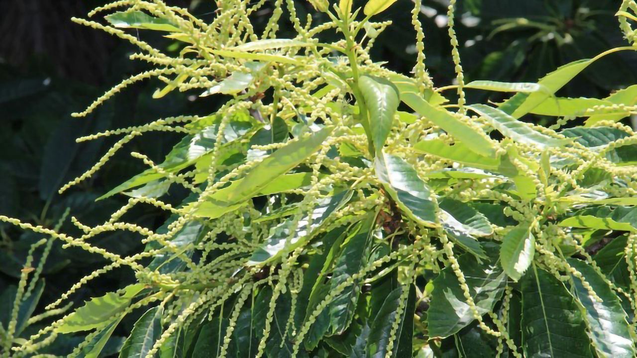 Molecule Extracted From Chesnut Leaf Neutralizes Drug-Resistant Bacteria