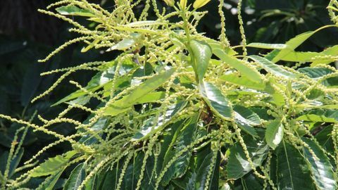 Molecule Extracted From Chesnut Leaf Neutralizes Drug-Resistant Bacteria