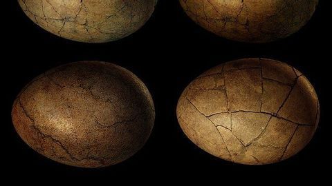 Fossilized Dinosaur Eggshells Give Up Their Molecular Secrets