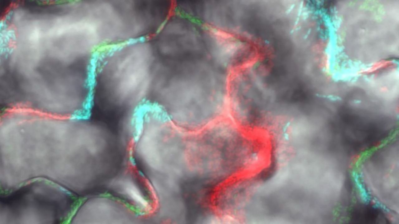 Microbiomes Vital for Plants Too