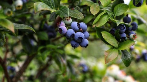 Imaging Spectroscopy Helps To Grow Better Blueberries