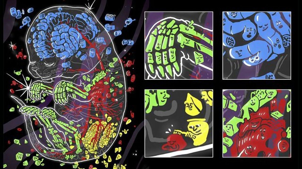 Cellular Model of a Developing Mouse Is Built With Spatial Resolution