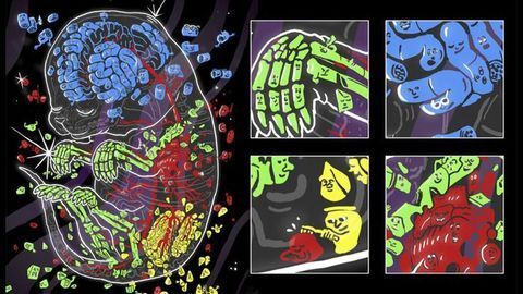 Cellular Model of a Developing Mouse Is Built With Spatial Resolution