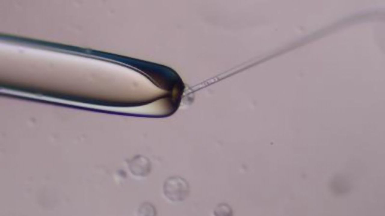 Protocol for Creating Mouse-Human Chimeric Embryos Published