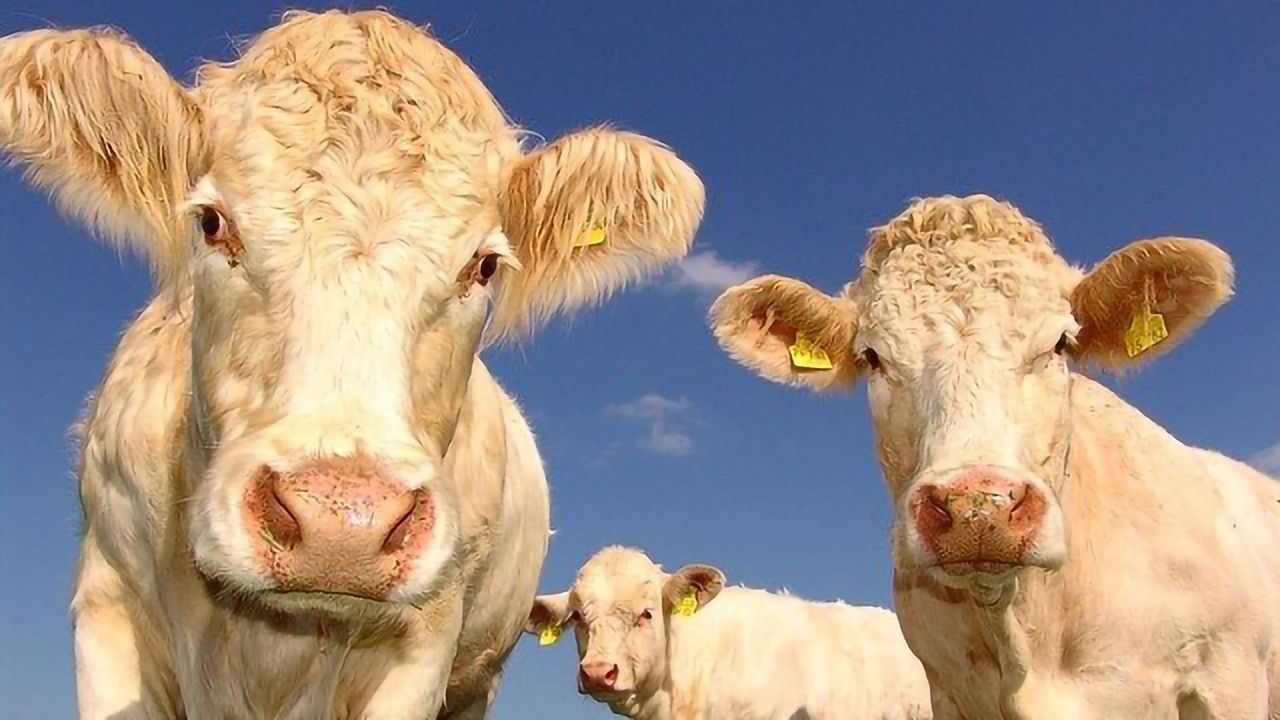 Microbes From Cow's Stomach Could Help Solve Our Plastic Waste Problem