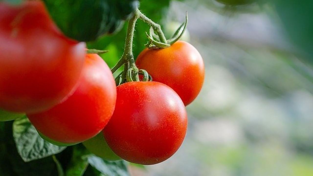 Pigments Play a Role in Tasty Tomatoes