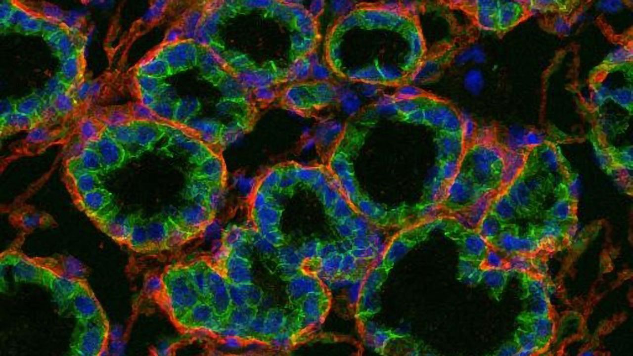 Extracellular Matrix Guides Growth and Function of Epithelial Cells