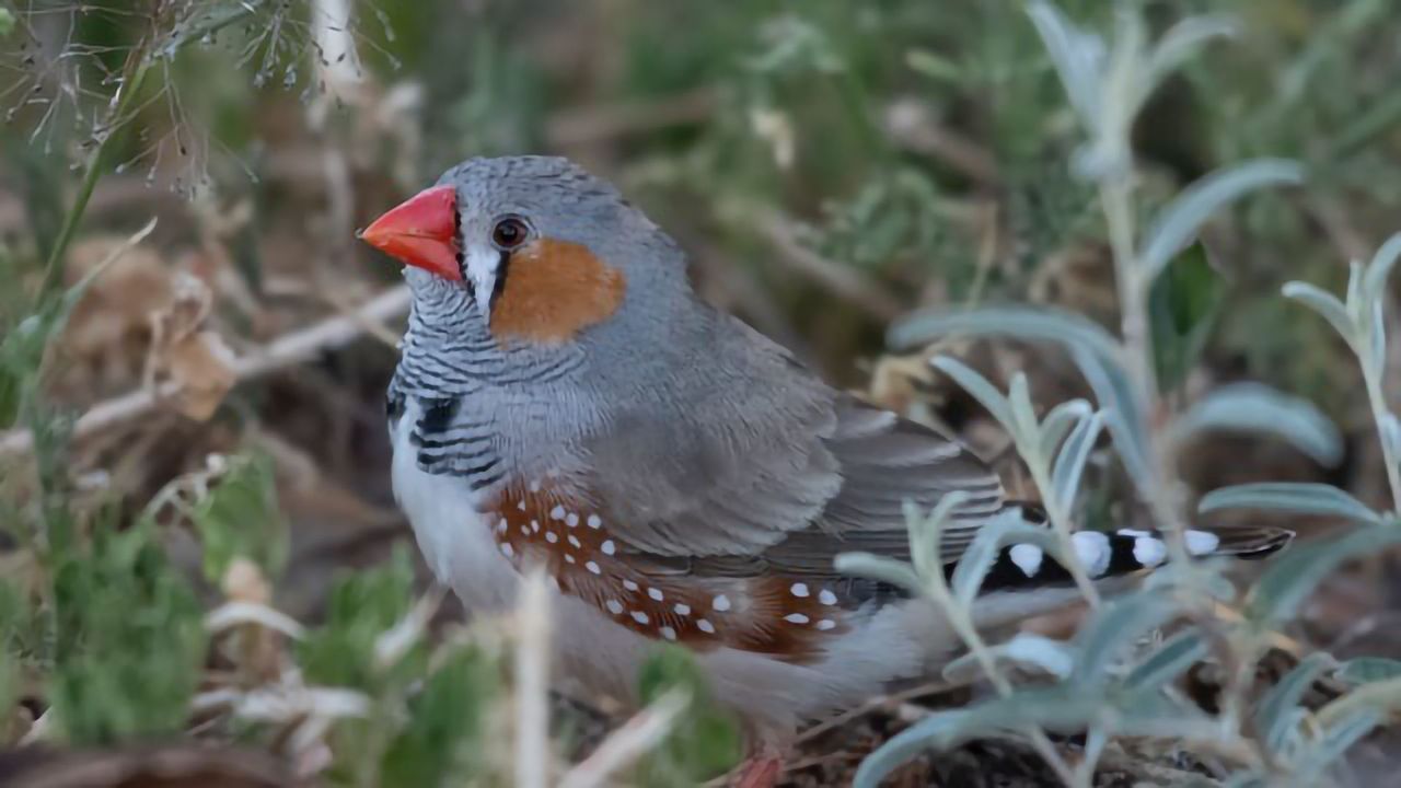 The Pleasure Chemical That Helps Songbirds Learn New Tunes