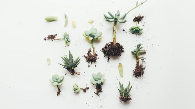 Above- and Below-Ground Connections Help Plants Balance Growth and ...