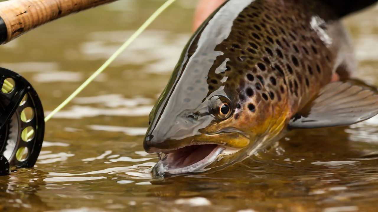 Wild Fish Can Become Addicted to Methamphetamine in the Water