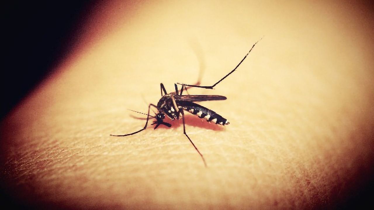 Simple Blood Tests May Help Improve Malaria Diagnosis