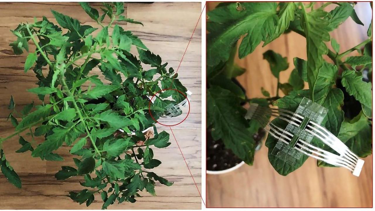 Plant Patch Enables Continuous Monitoring of Crop Health