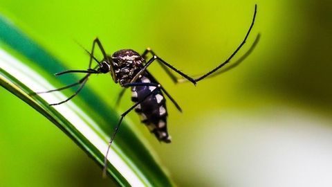 Risk Areas for Zika and Chikungunya Pinpointed by Mapping Dengue Hotspots