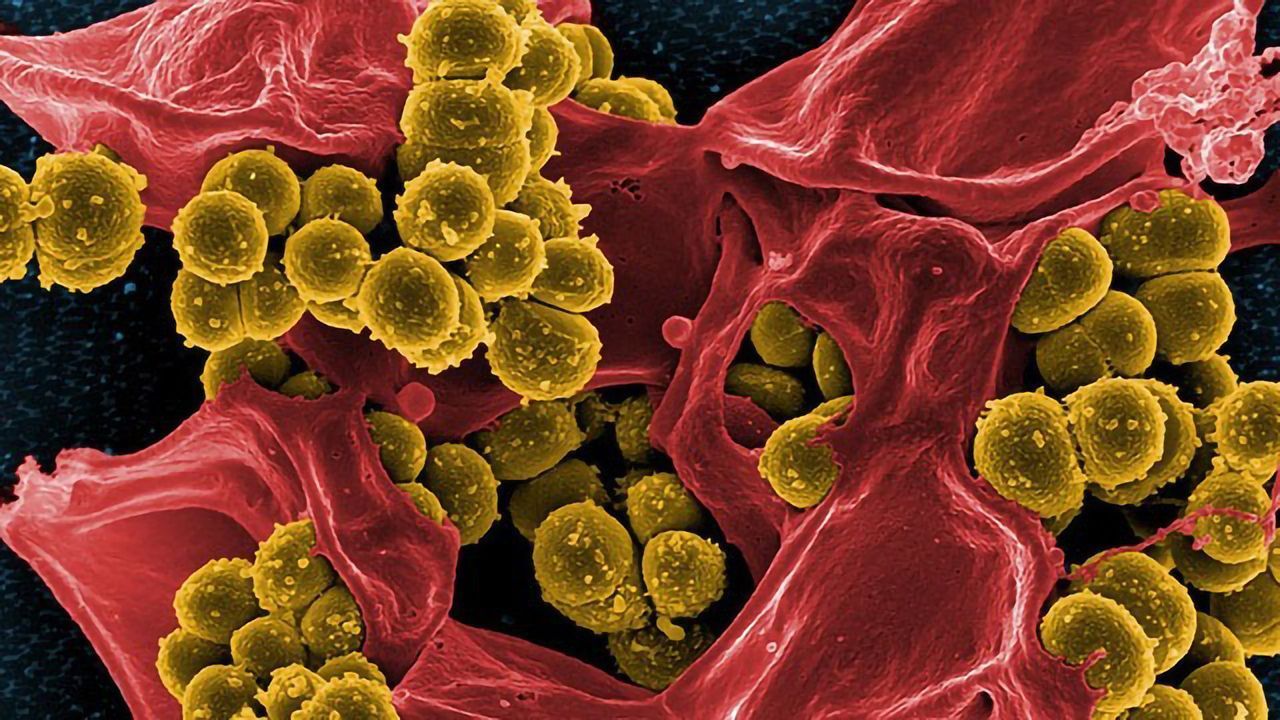 Enzyme Inhibitor Boosts Immune System To Fight Antibiotic-Resistant Bacteria