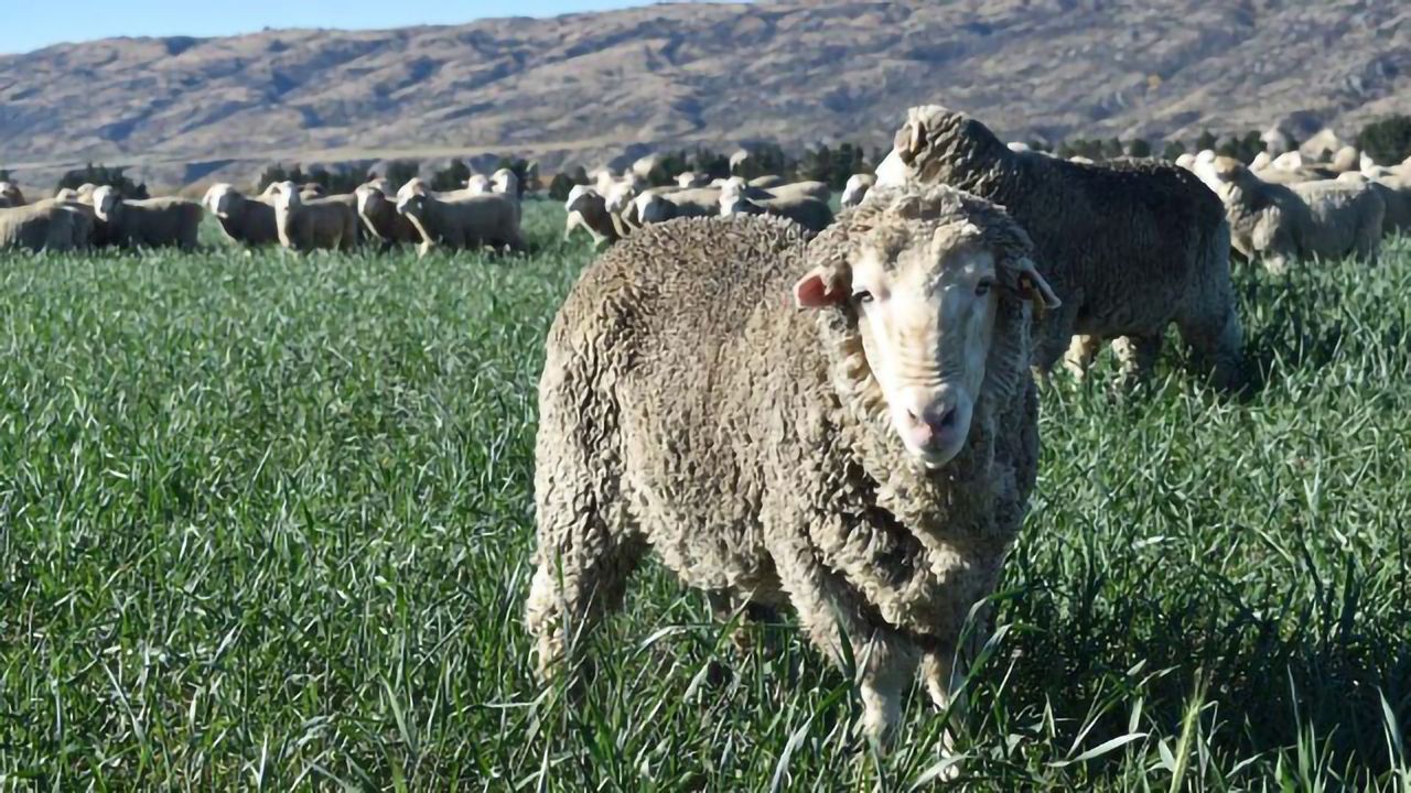 Castrated Male Sheep Have DNA That Ages More Slowly