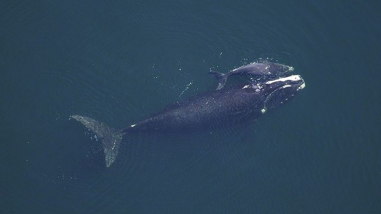 Could Whale Poop Help To Save the Planet?