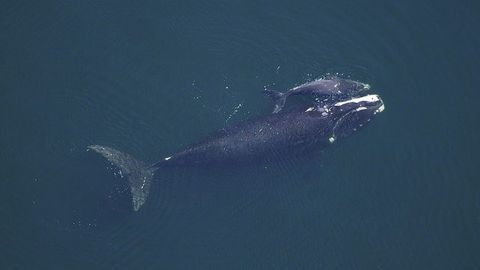 Could Whale Poop Help To Save the Planet?