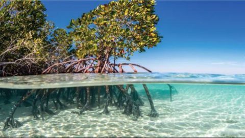 "Lab Mangrove" Helps Identification of New Bacteria